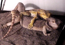 Dragon Sex