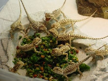 Pellet Kids 1