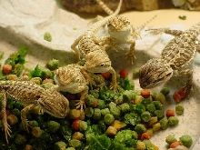Pellet Dragons 3