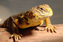 Uro