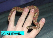 Baby Utiri Rhino Viper