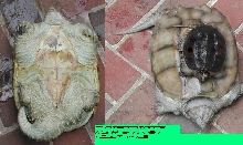"ivory" snapper