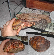 Eastern Box Turtle