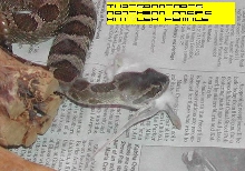 Northern Pacific Rattlesnake Lunch
