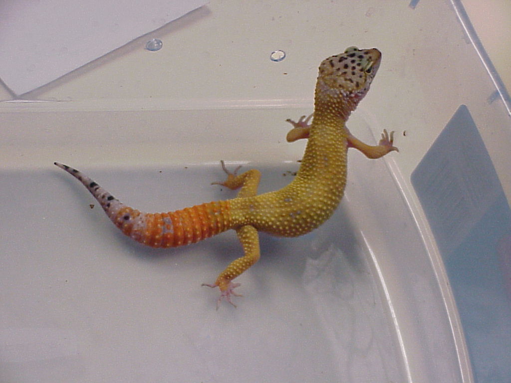 carrotail male