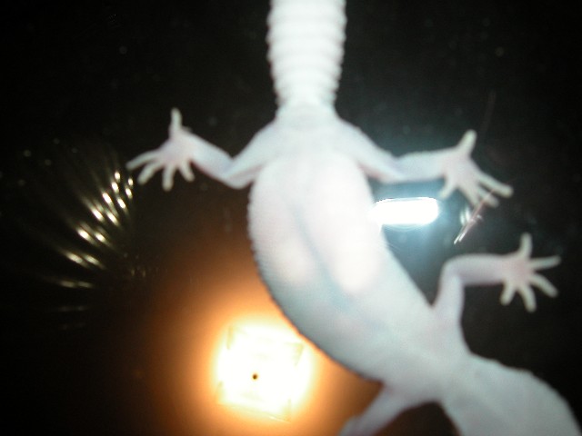 Egg Belly