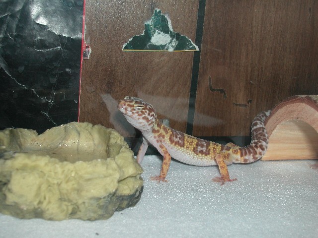 Ember