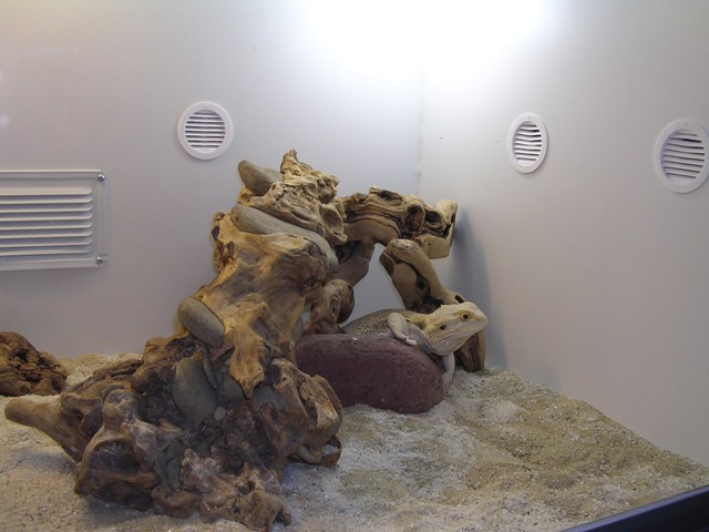 Tanek in her custom 4'x2'x2' cage