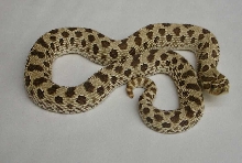 Hognose