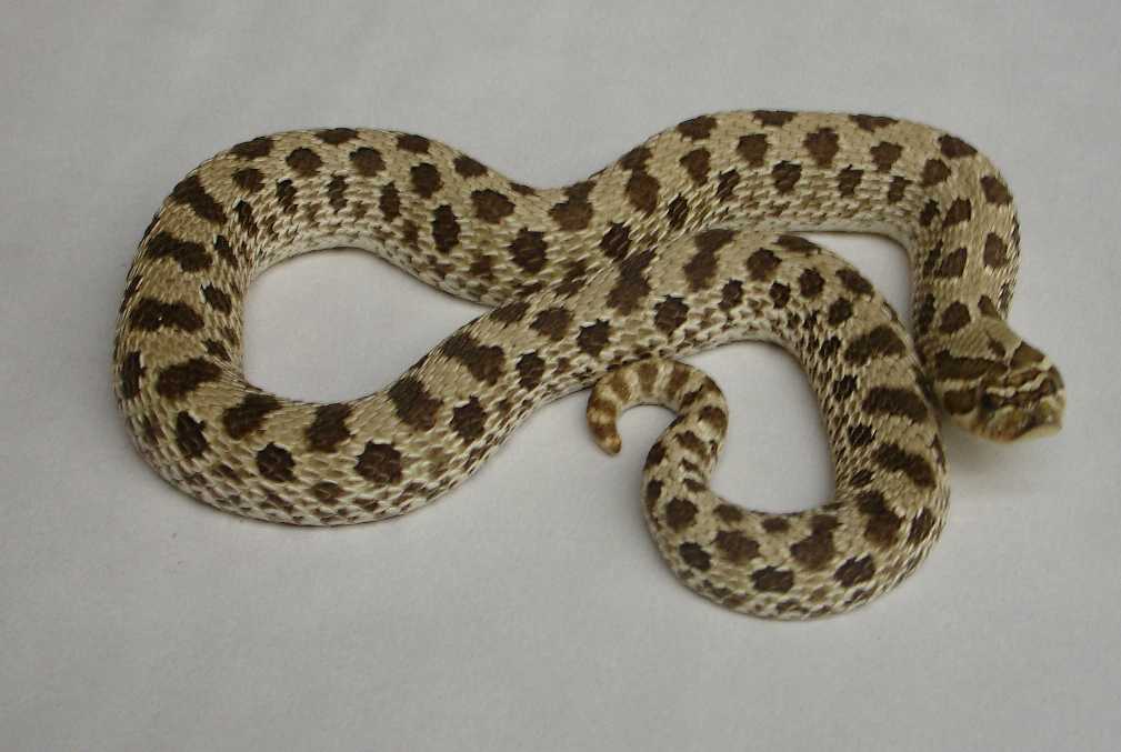 Hognose