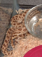 Western Hognose