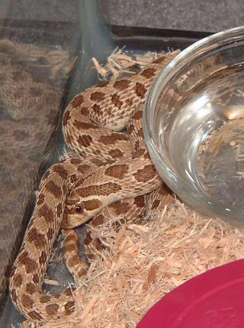 Western Hognose