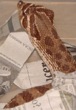 Western Hognose - Lubbock Locale