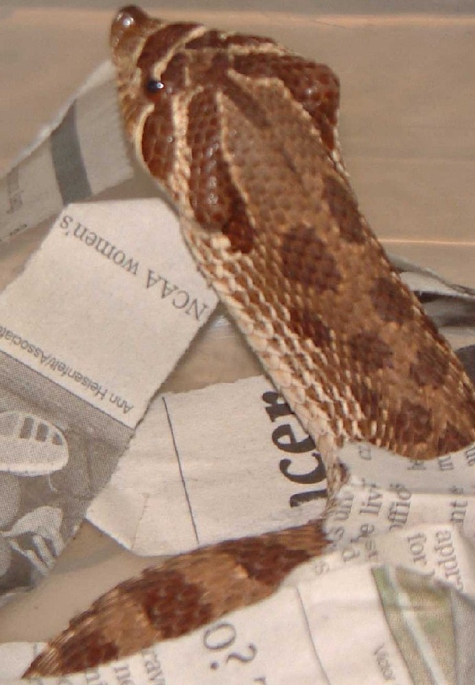 Western Hognose - Lubbock Locale