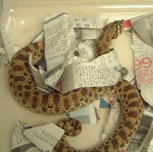 Western Hog Female