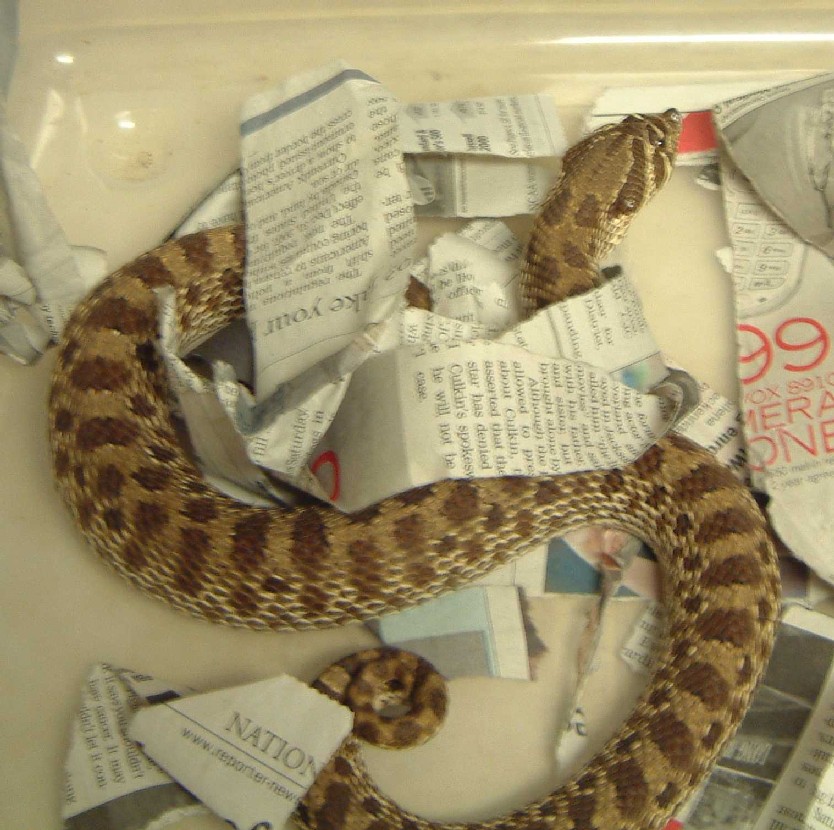 Western Hog Female