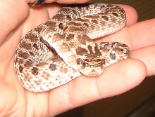 Mexican Hog Male