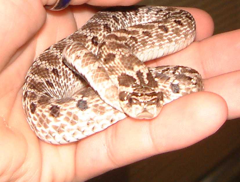 Mexican Hog Male