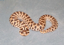 0.1 Mexican Hognose - '04 Hatchling