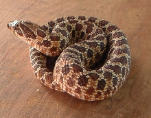 Red Phase Western Hognose