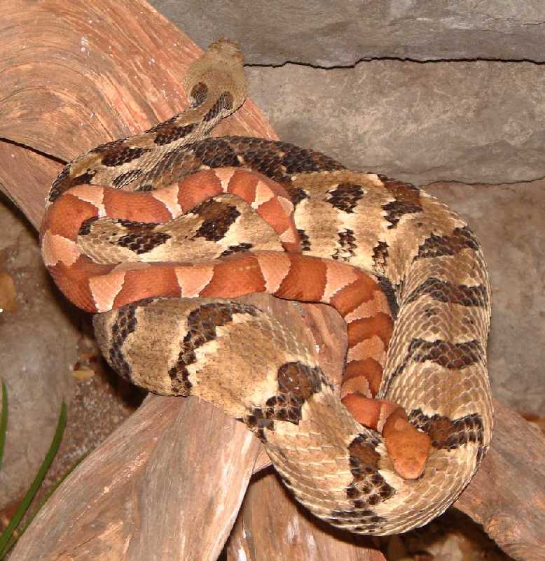 Copperhead and Canebrake Rattler