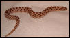 Red Phase Western Hognose