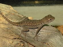is this an alligator lizard?