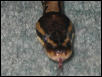 Tongue shot