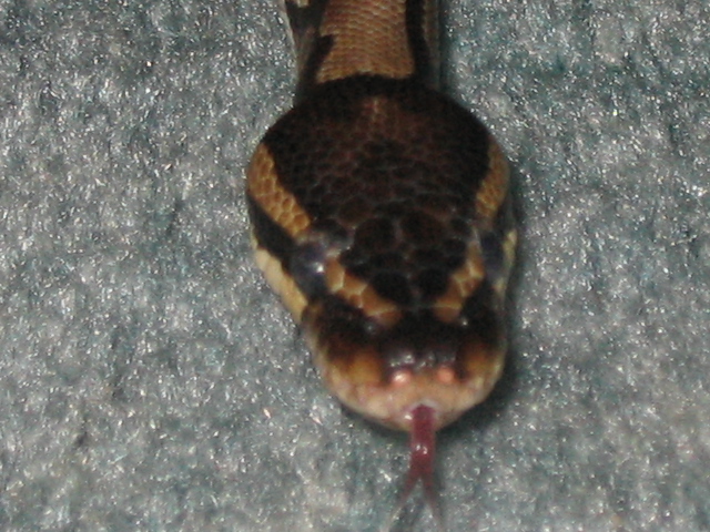 Tongue shot