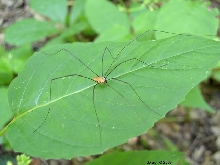 Daddy Long Legs