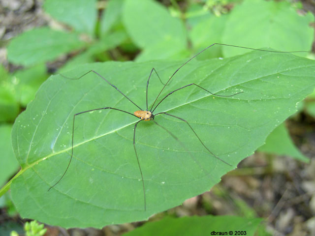 Daddy Long Legs