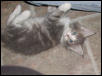 Blue Kitty