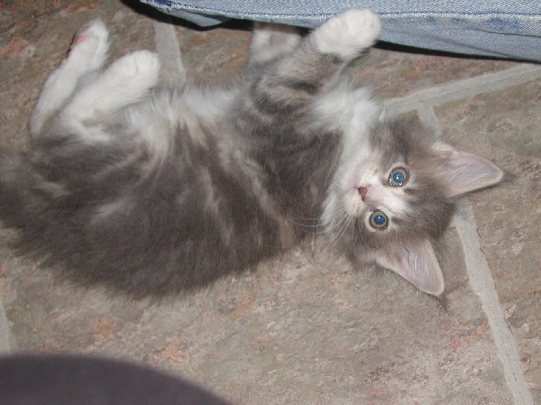 Blue Kitty