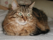 Miss Kitty