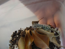 croto hatchling