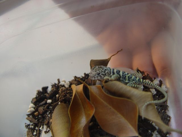 croto hatchling