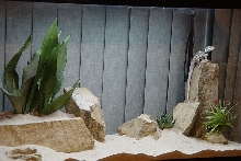 tank revamp