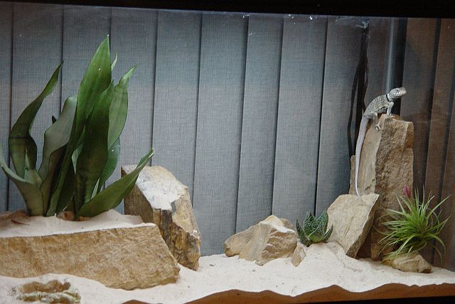 tank revamp