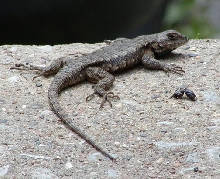 A typical Tennessee fence lizard