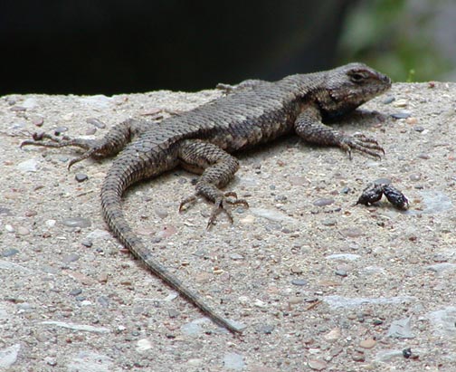 A typical Tennessee fence lizard