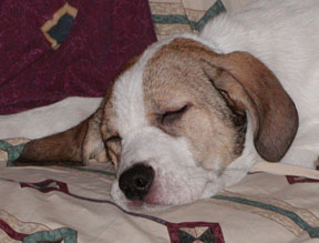 Bella napping