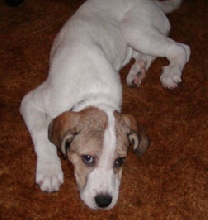 Lazy hound