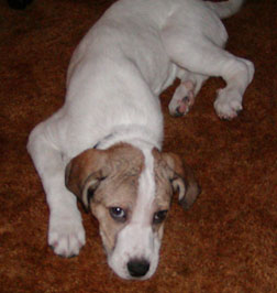 Lazy hound