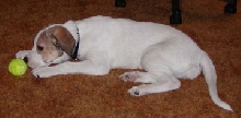 Bella playing