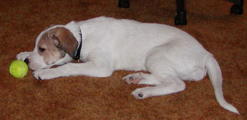 Bella playing