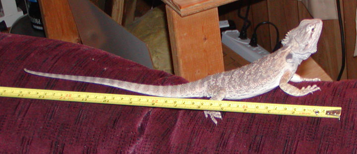 Cleo at 4 to 4.5 months