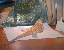 Desktop Dragon