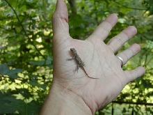 Wild Hatchlings - Fence Lizard
