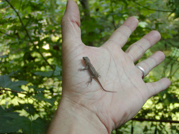Wild Hatchlings - Fence Lizard