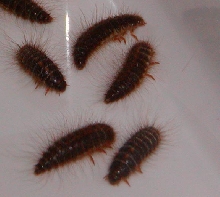 Fuzzy worms that show up in cricket orders